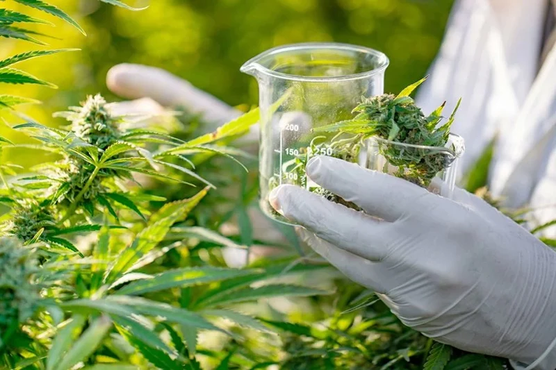Le Maroc, un Acteur Émergent sur le Marché Mondial du Cannabis : Opportunités et Défis