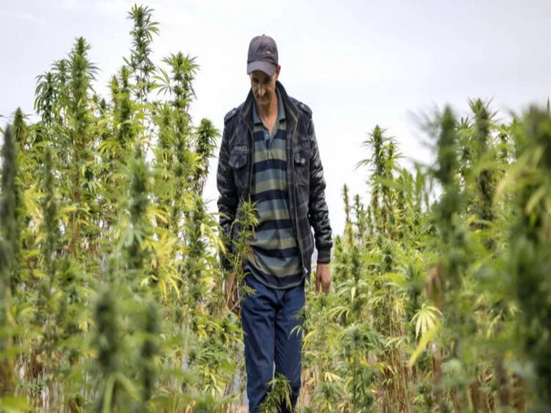 Histoire. La France a profité du cannabis marocain