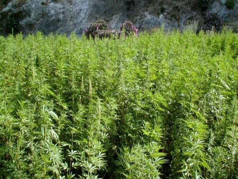 #MAROC_APPEL_A_LEGALISATION_CANNABIS: Dans le Nord du Maroc, de nouveaux appels à légaliser le can