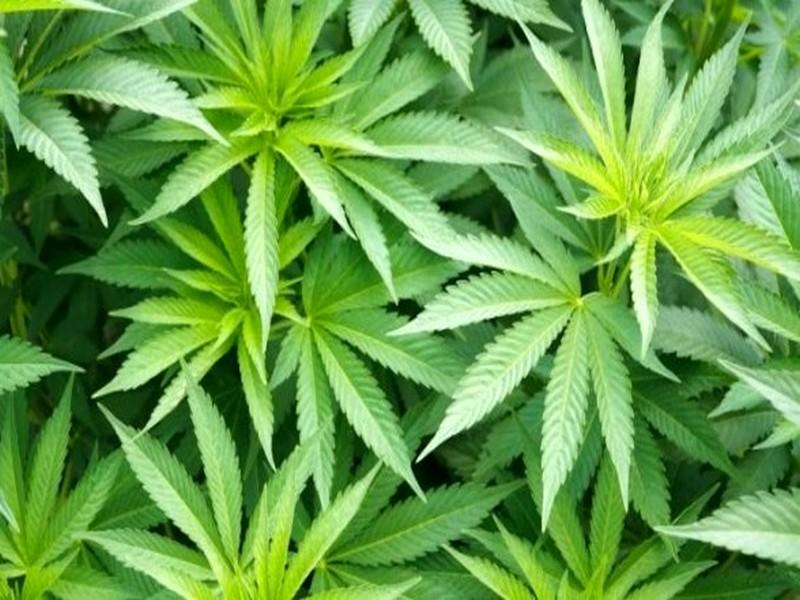 #MAROC_CANNABIS_ONU: