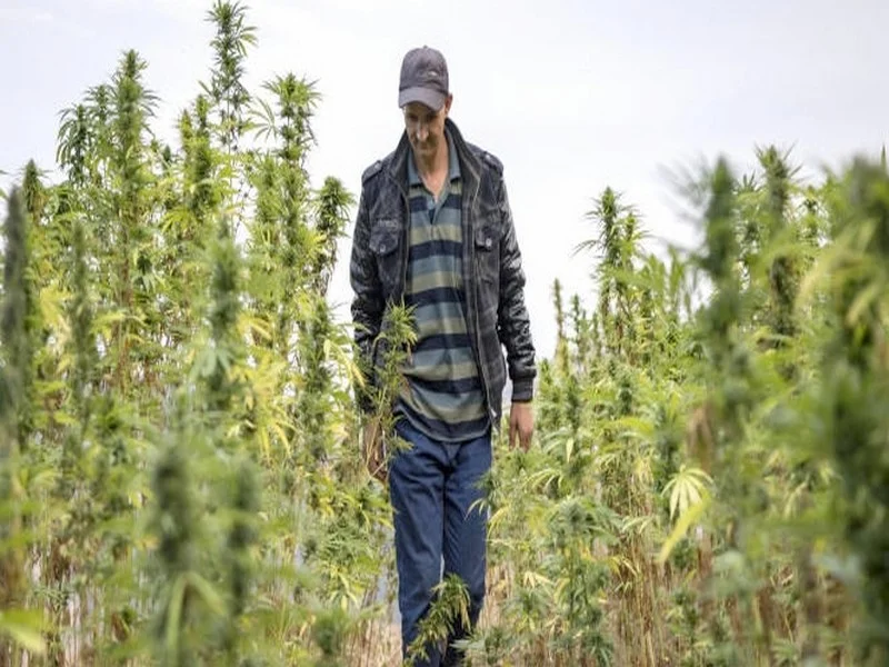 Cannabis: le projet de loi passe avec succès la Commission de la 2e Chambre