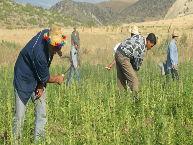 Colloque cannabis : Salle comble à Tanger et le PJD absent