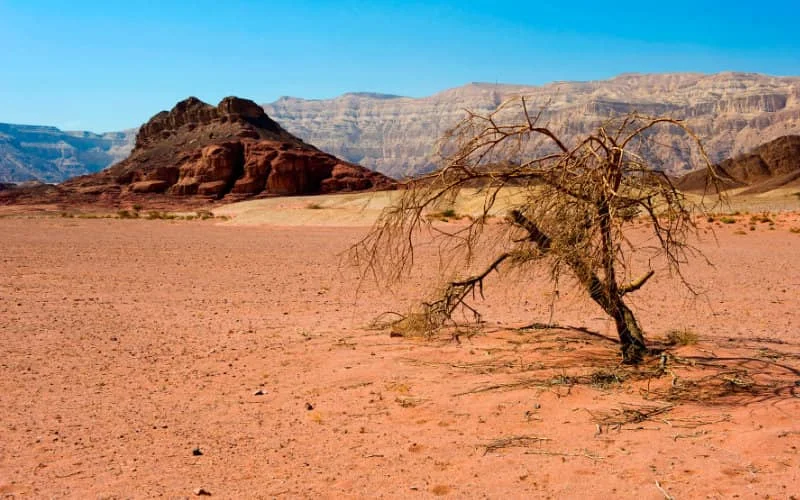 Maroc-Israël : bientôt la création d’un centre dédié à l’agriculture du désert