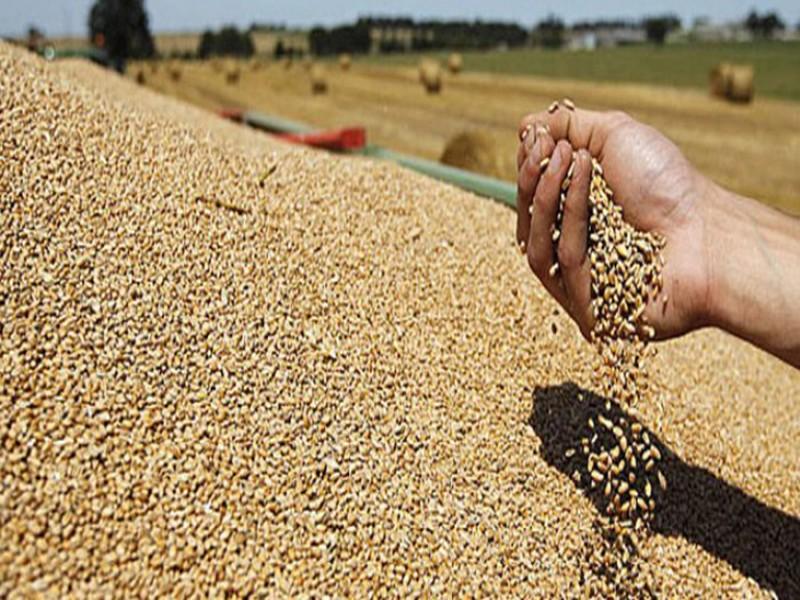 Campagne agricole : Les céréales durement touchées