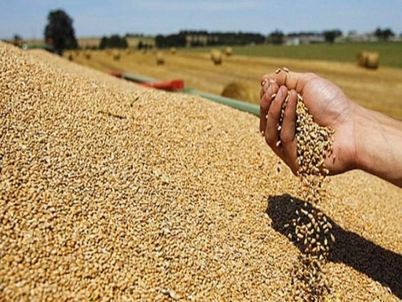 Céréales. Le Maroc relance les Américains pour l’achat de 354.545 tonnes de blé dur
