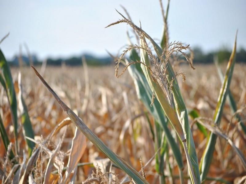 Le réchauffement climatique fait peser un risque croissant de crise alimentaire mondiale