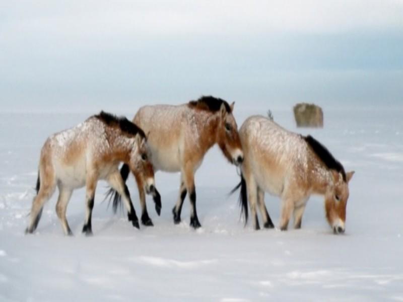 Le dernier cheval sauvage du monde de retour en Russie