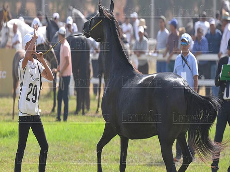 El Jadida: et de 2 pour le Meeting du cheval barbe et arabe-barbe