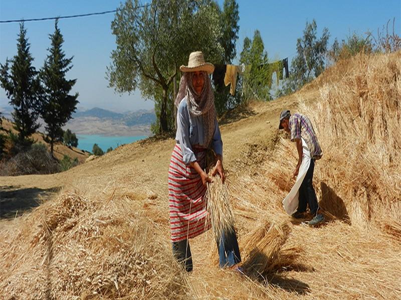 Les coopératives s’intéressent au changement climatique