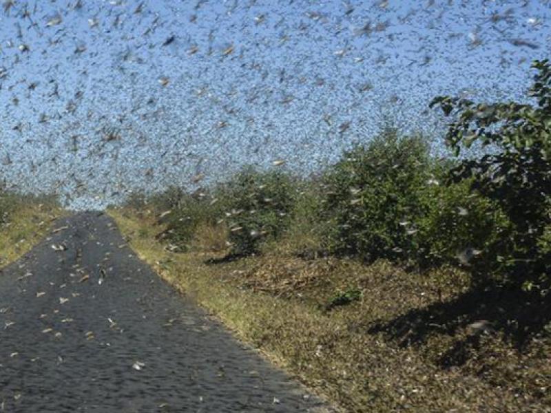 Criquets pèlerins : Menace d’invasion au Maroc