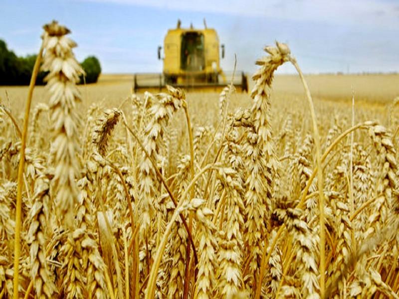 Céréales: Récolte exceptionnelle de 103 millions de quintaux pour la campagne 2017-2018 