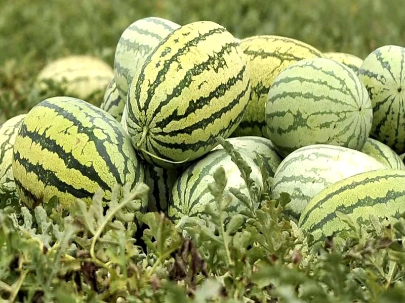 Zagora : les autorités détruisent des cultures de pastèques et de melons