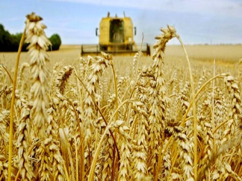 Agriculture. La campagne céréalière compromise