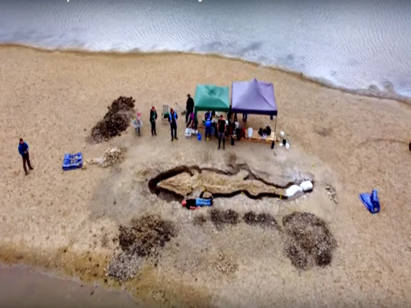 Un gigantesque fossile de “dragon des mers” découvert au Royaume-Uni 