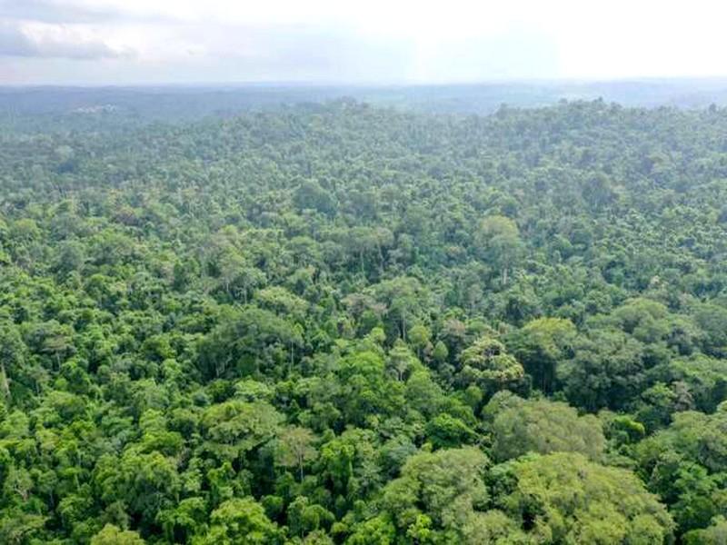 Les arbres, une arme contre le réchauffement climatique