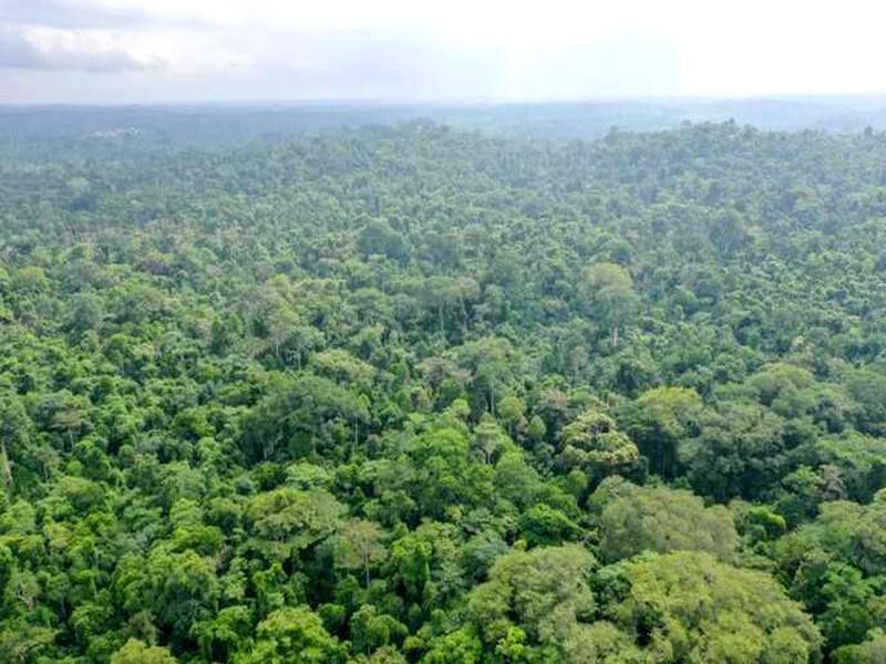 Les arbres, une arme contre le réchauffement climatique 