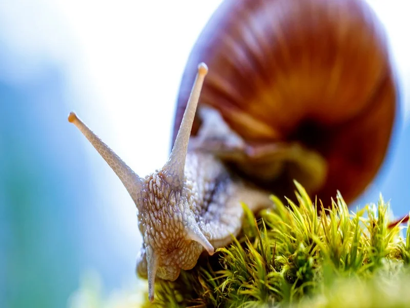 Les escargots tuent plus de 200 000 personnes par an