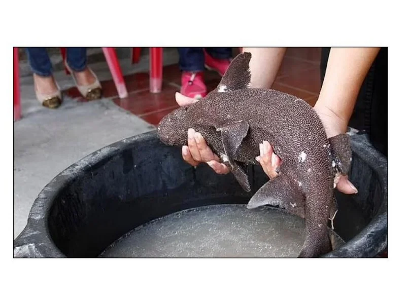 Coelacanthes : ces poissons, que l'on pensait disparus, ont refait leur apparition à Madagascar