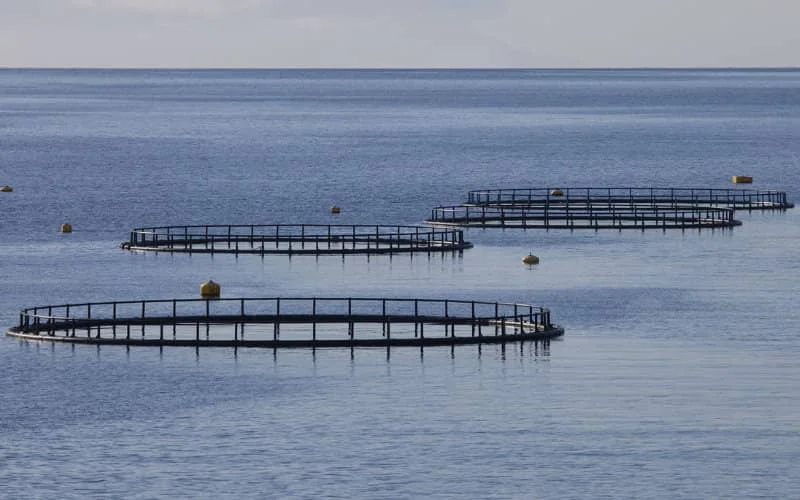 Le Maroc veut construire une dizaine de fermes piscicoles au large des îles Canaries
