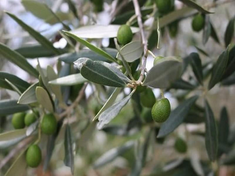 Huile d'olive: Une nouvelle technique de trituration introduite au Maroc