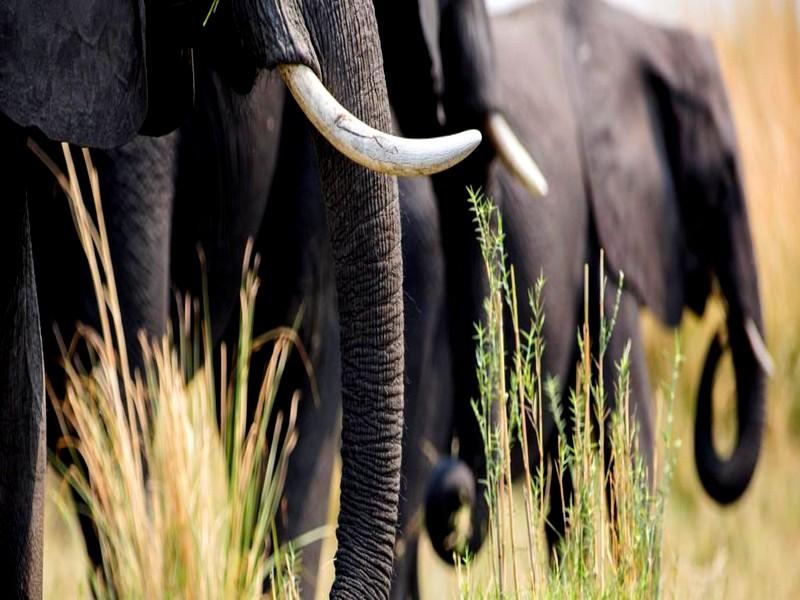 Sommet sur la biodiversité :