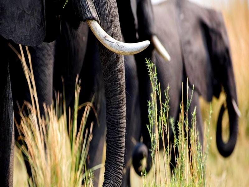 Sommet sur la biodiversité : 