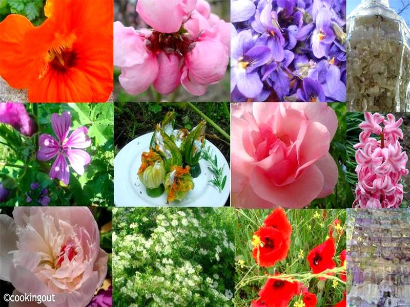 Voici une liste de 42 fleurs comestibles à déguster