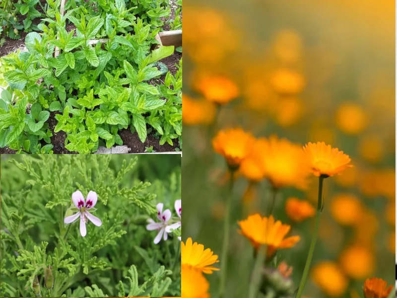 Répulsifs naturels contre les moustiques : les plantes à cultiver dans votre jardin 