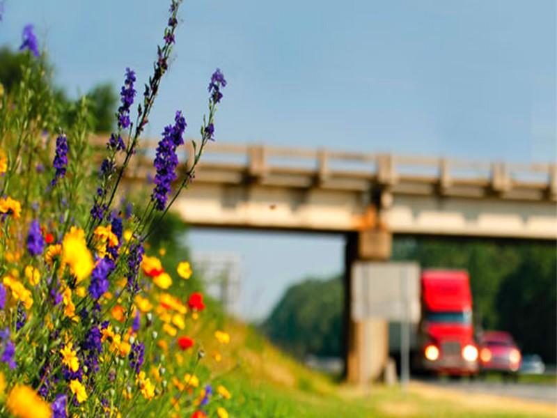 Pour sauver les abeilles, l’Angleterre va arrêter de tondre les bords des routes