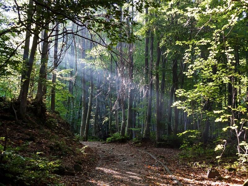 Planter des arbres pour sauver la planète : mythe ou réalité ?