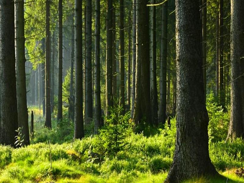 Deux fois plus de forêts qu’il y a cent ans : la France reverdit !