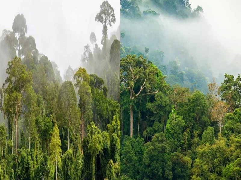Avancées et incitations dans la lutte contre la déforestation en Afrique : Un rapport de l'Interna