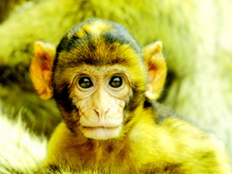 Plan d’action Protection des espèces en voie de disparition