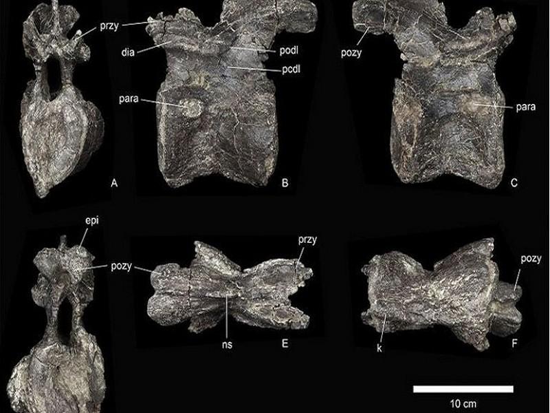 Le plus vieux des stégosaures découvert au Maroc