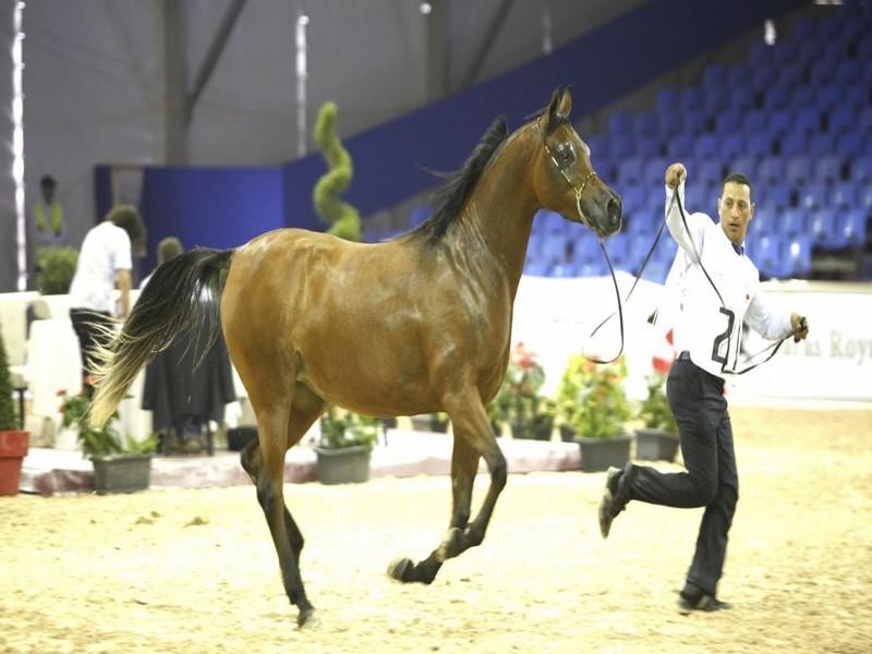 El Jadida honore le cheval dans les écosystèmes marocains