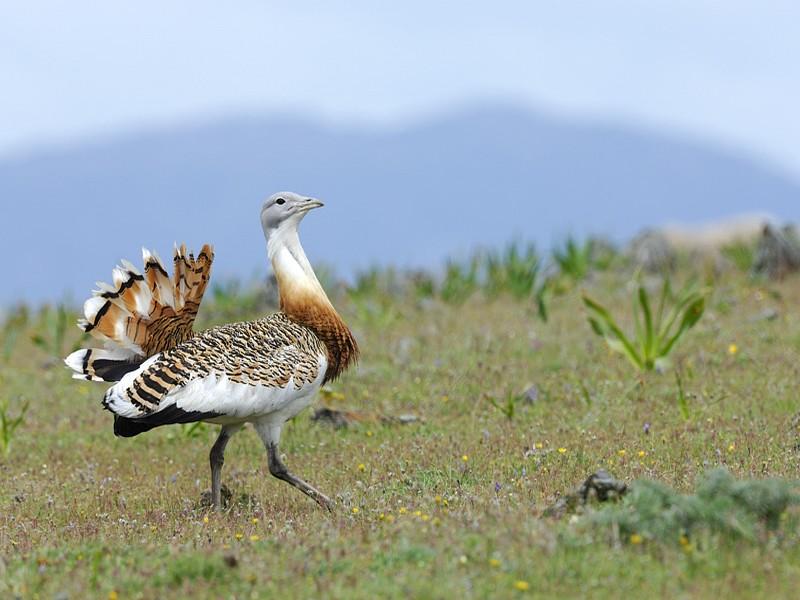 Nouveau Plan d’Action pour la conservation de la grande outarde au Maroc