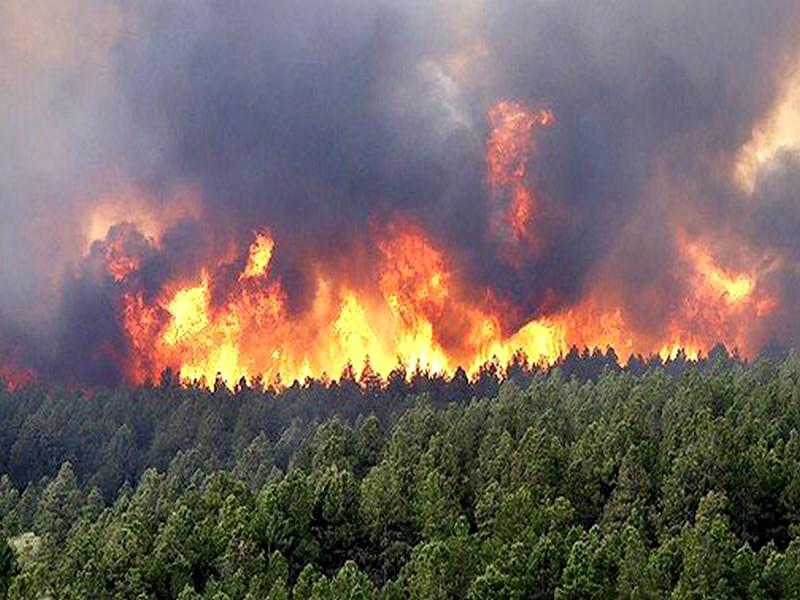 Les feux de forêt ravagent le patrimoine forestier national