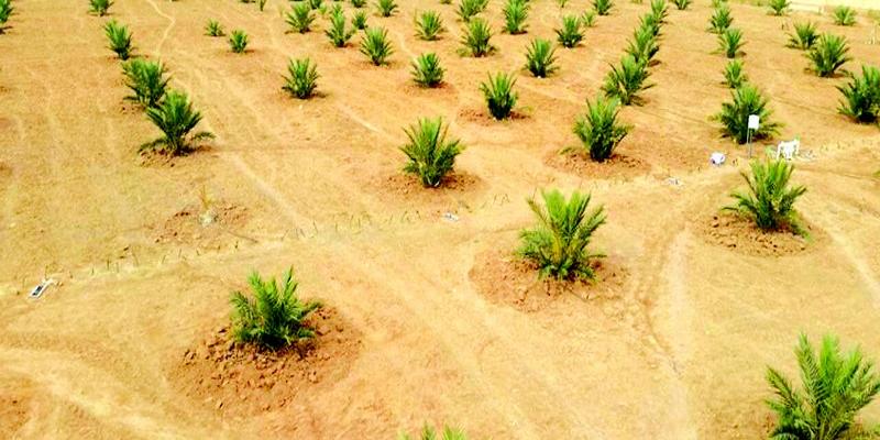 Face aux risques des produits phytosanitaires sur la santé et l’environnement: Révolutionner les techniques d’irrigation