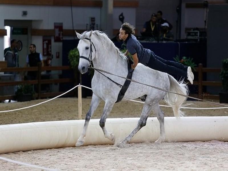 Filière équine. Le Maroc devient un challenger à l'échelle internationale