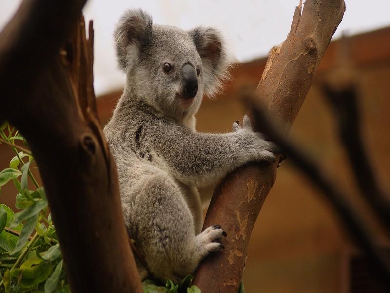 Comment aider les animaux sauvages victimes des incendies en Australie ?