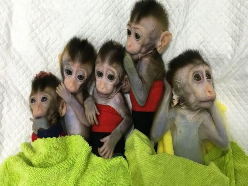 Des scientifiques chinois ont cloné 5 singes pour la recherche médicale