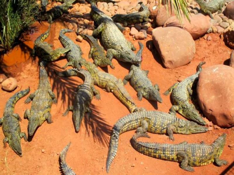 Un évènement assez rare au Crocoparc d’Agadir