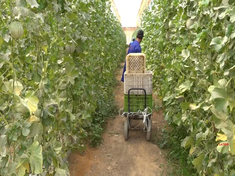 Dakhla : pôle agricole innovant du Sahara marocain