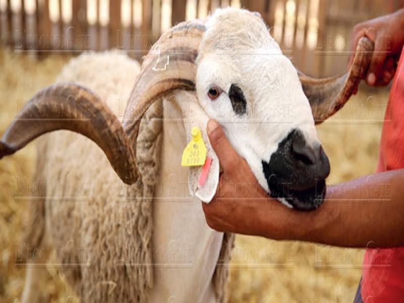 Moutons: L’Onssa promet d’être intraitable