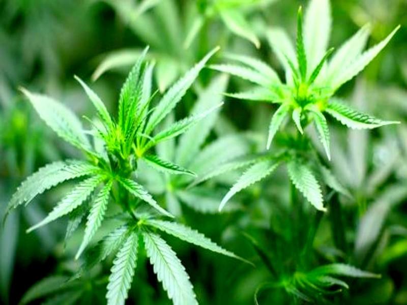 La BBC suit des agriculteurs de cannabis et des responsables marocains soupçonnés de trafic