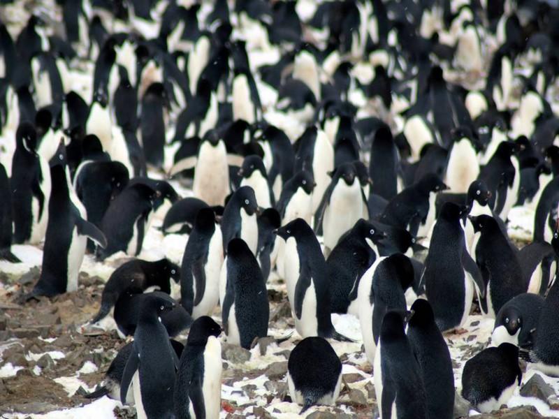 Une colonie de 1,5 million de Manchots découverte en Antarctique