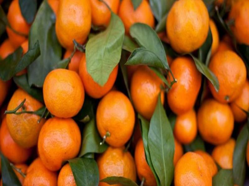 Mandarine : Où est en le Maroc ?