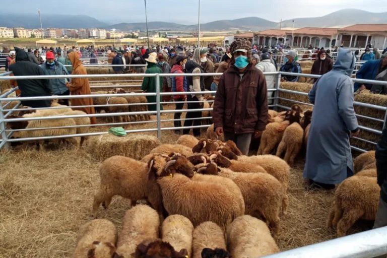Aïd Al Adha : Le mouton flambe malgré l’abondance de l’offre  