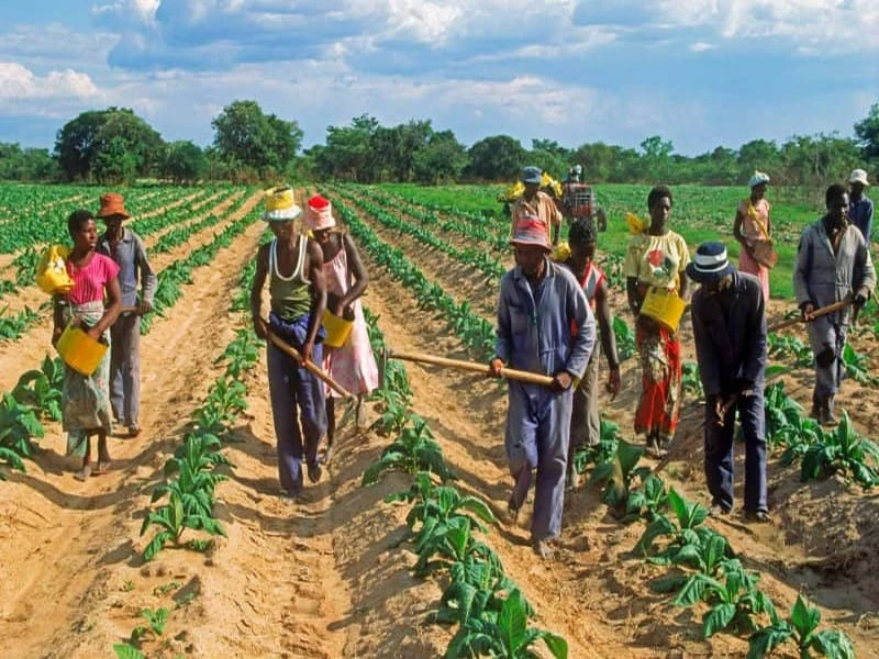 La BAD compte sur le Maroc pour éviter une crise alimentaire en Afrique