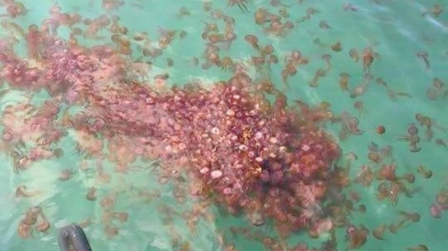 Les méduses envahissent les côtes de plusieurs villes du Nord